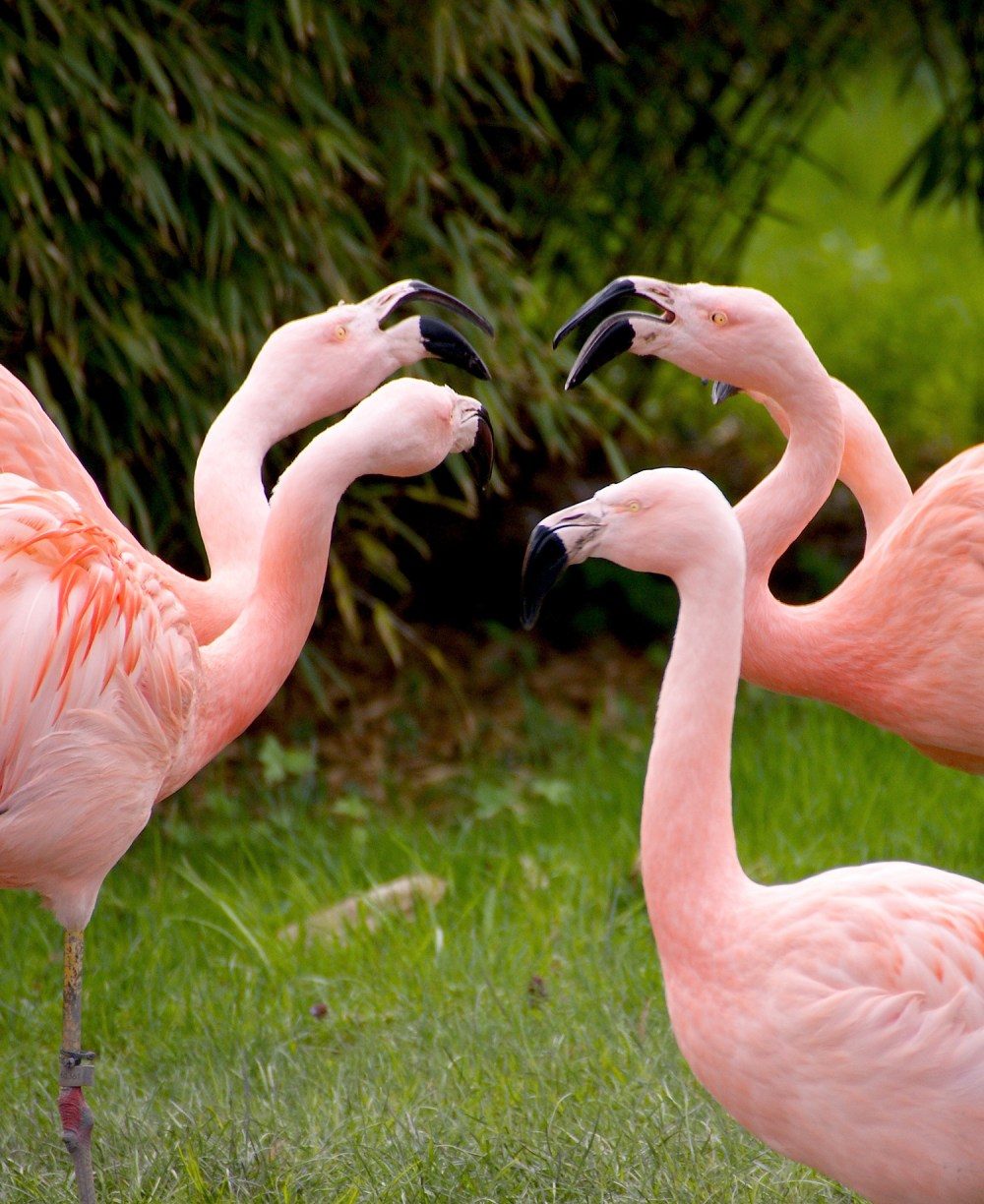 Gruppe rosafarbener Flamingos mit verschlungenen Hälsen