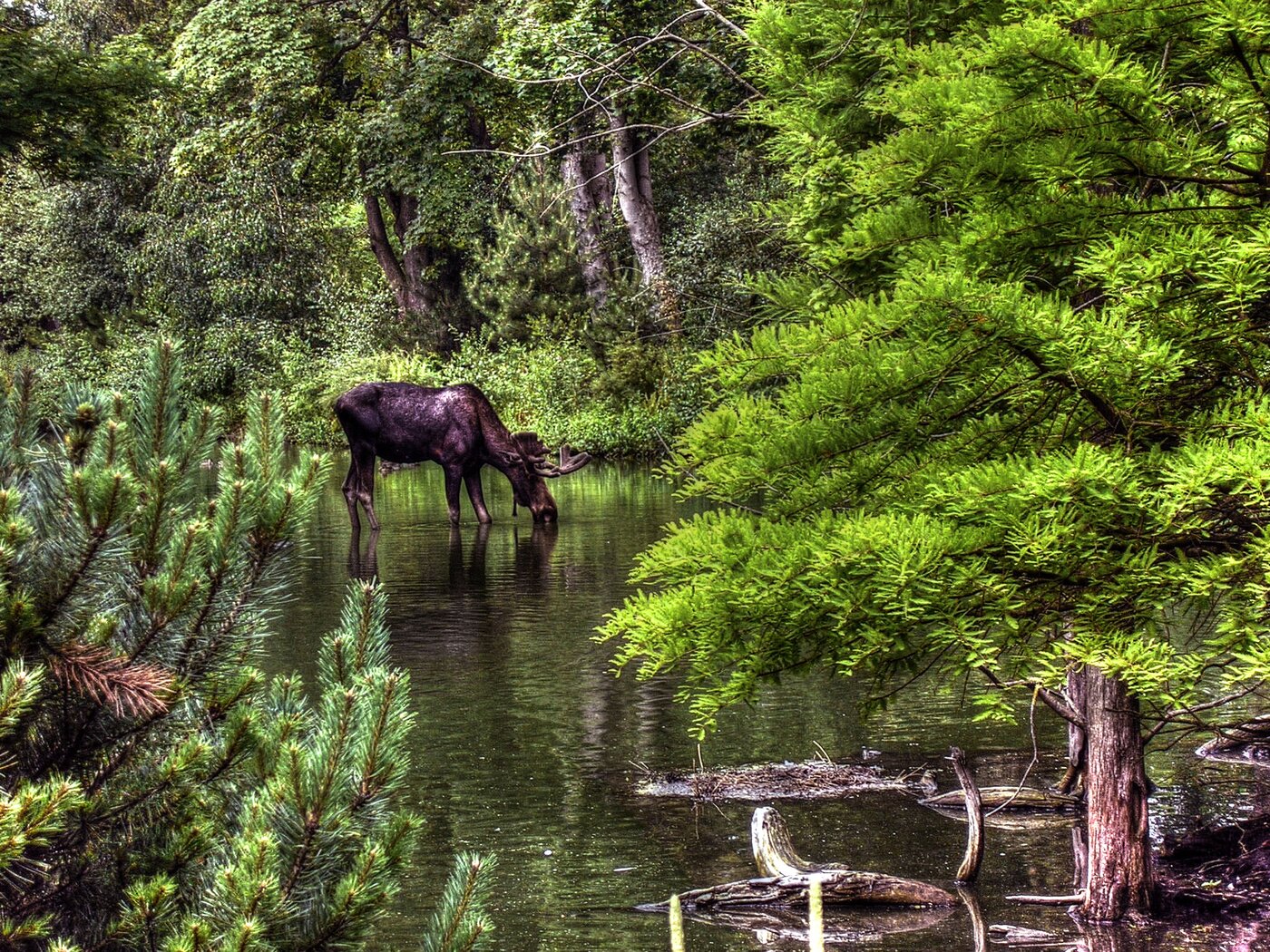 Elch steht trinkend im Wasser eines Waldsees