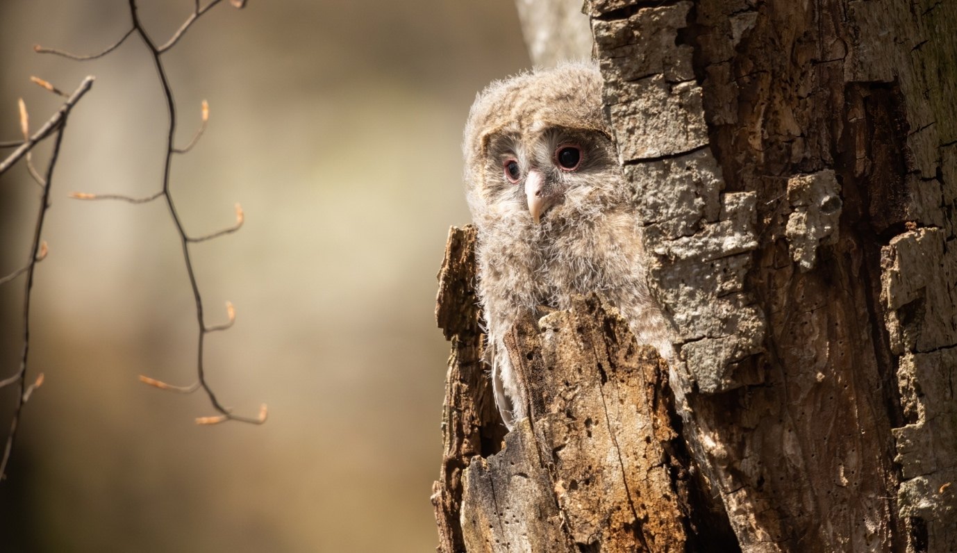 Habichtskauzküken, sobald es das Nest verlässt, nennt man einen Jungvogel auch Ästling