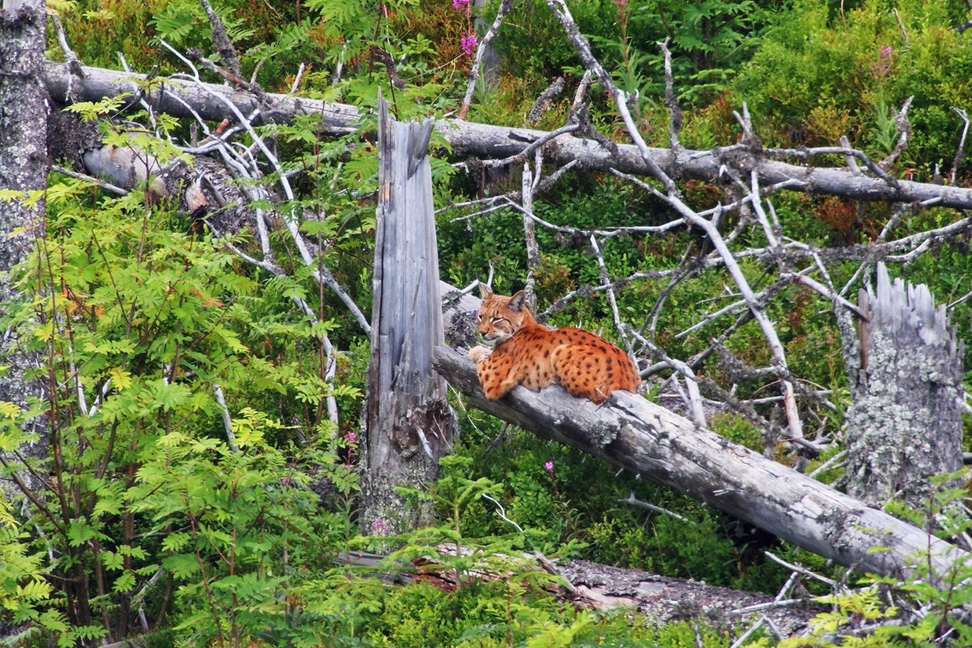 Dieser Luchs erwartet aufmerksam den Ruf eines paarungswilligen Partners