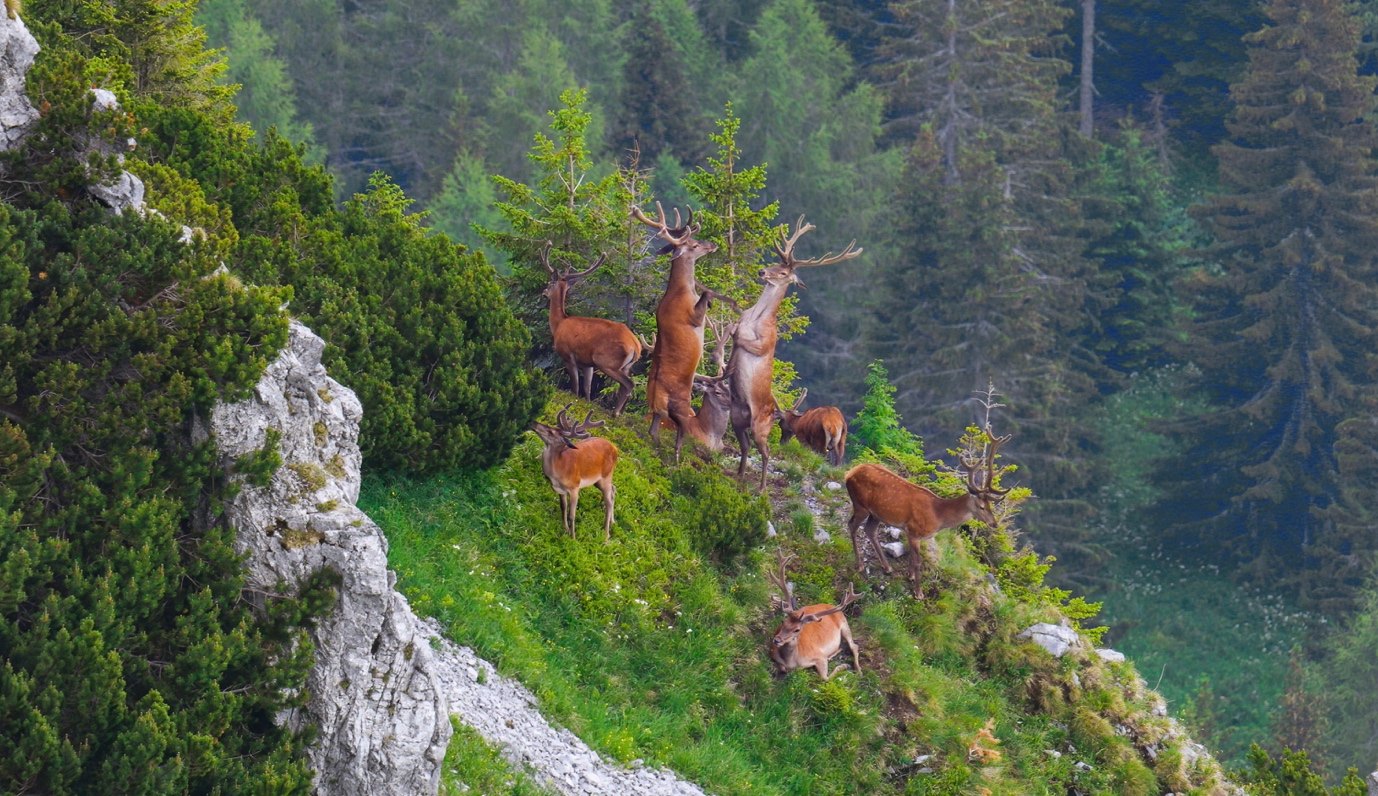Rothirsche beim Brunftkampf auf einem steilen Berghang