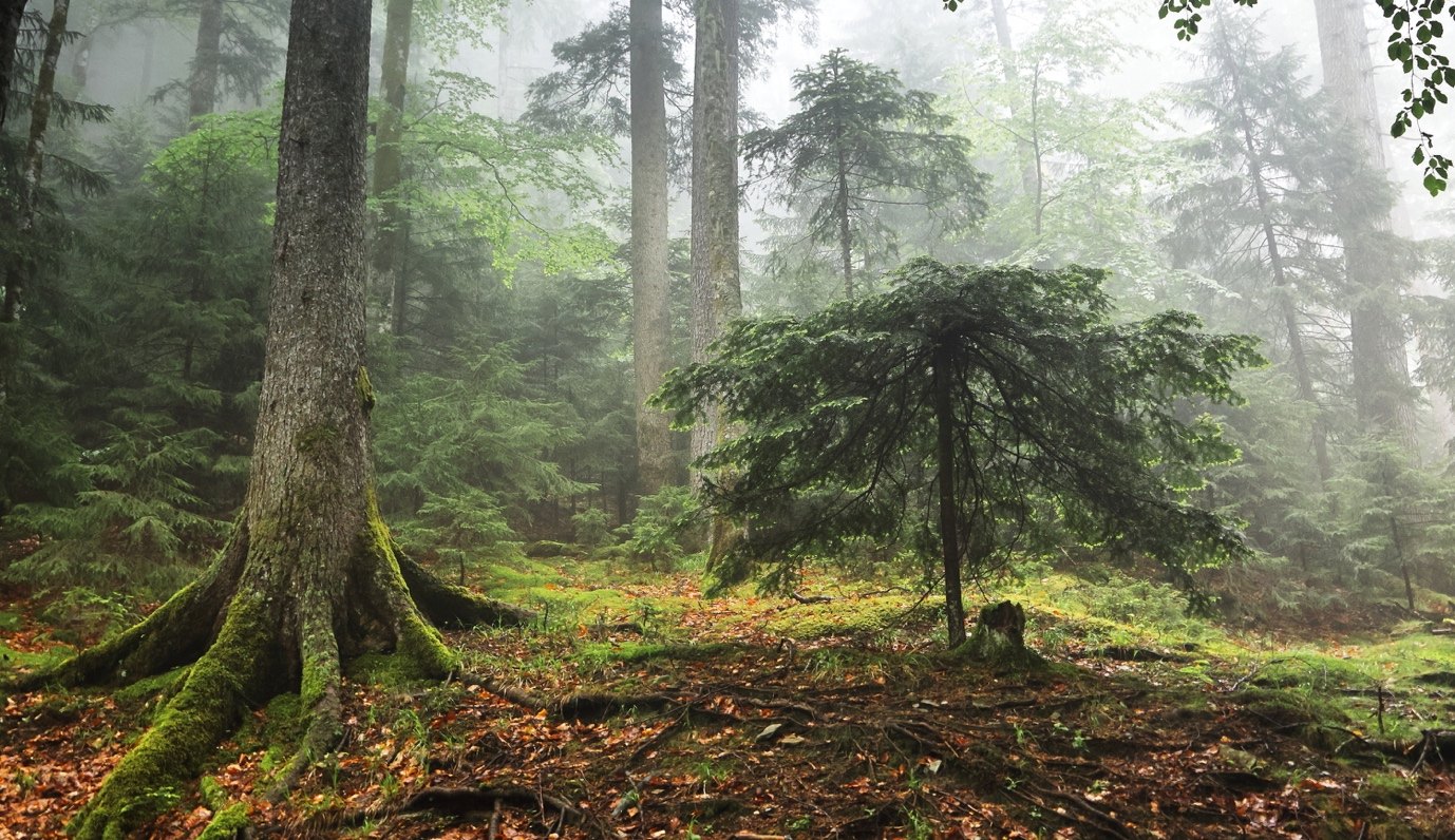 Der sich selbst verjüngende Karpatenwald