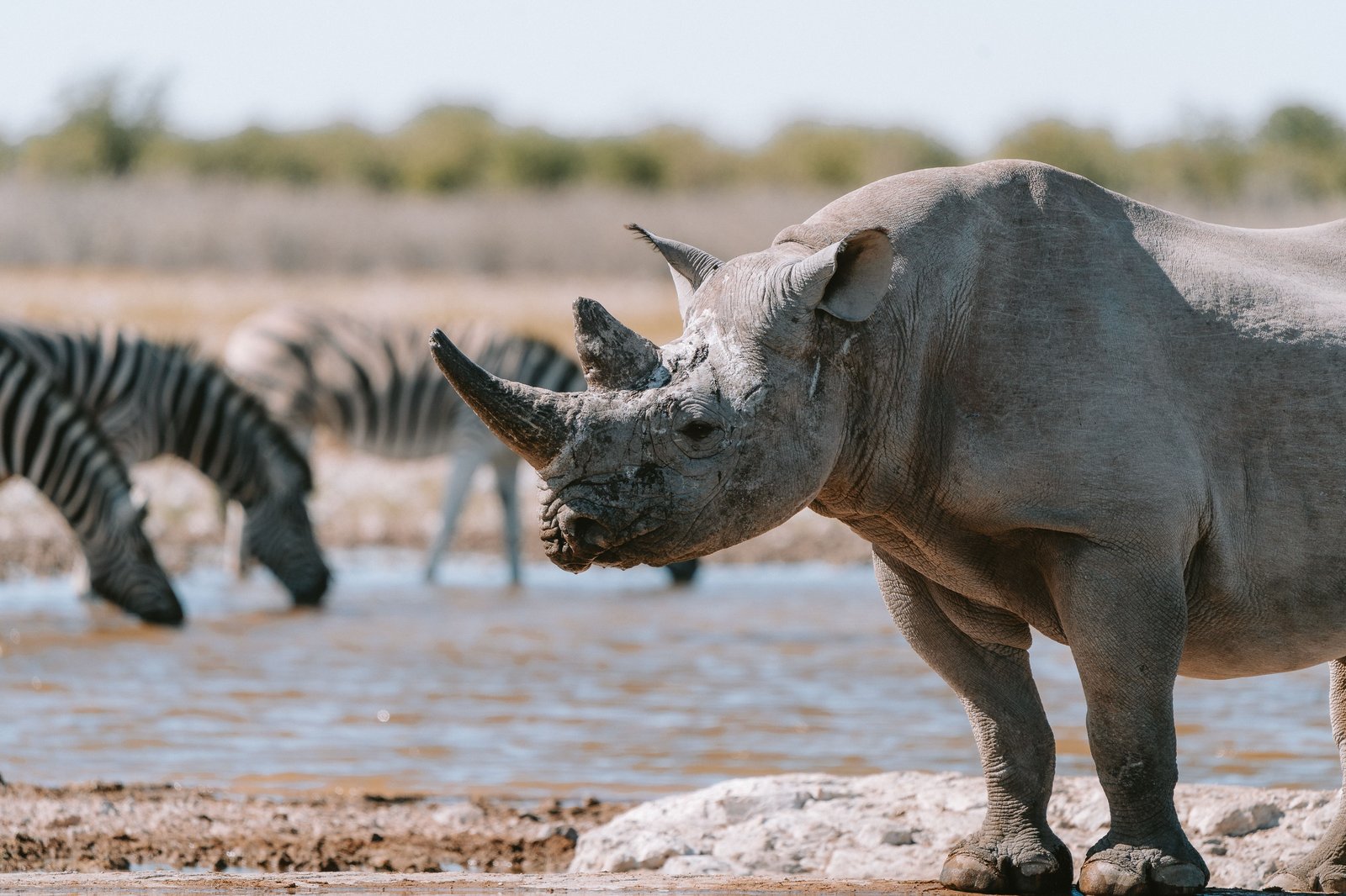 Spitzmaulnashorn - eine der seltensten Arten in unserer Welt