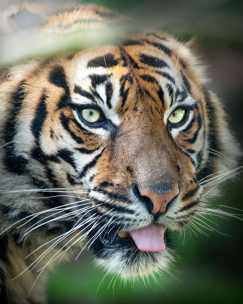 Sumatra-Tiger