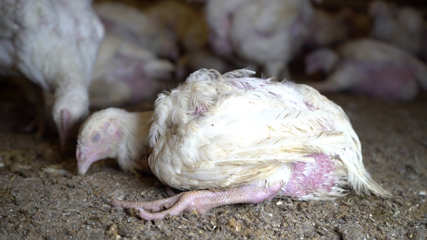 Erschöpftes Masthuhn liegt zwischen anderen Hühnern auf dem Boden