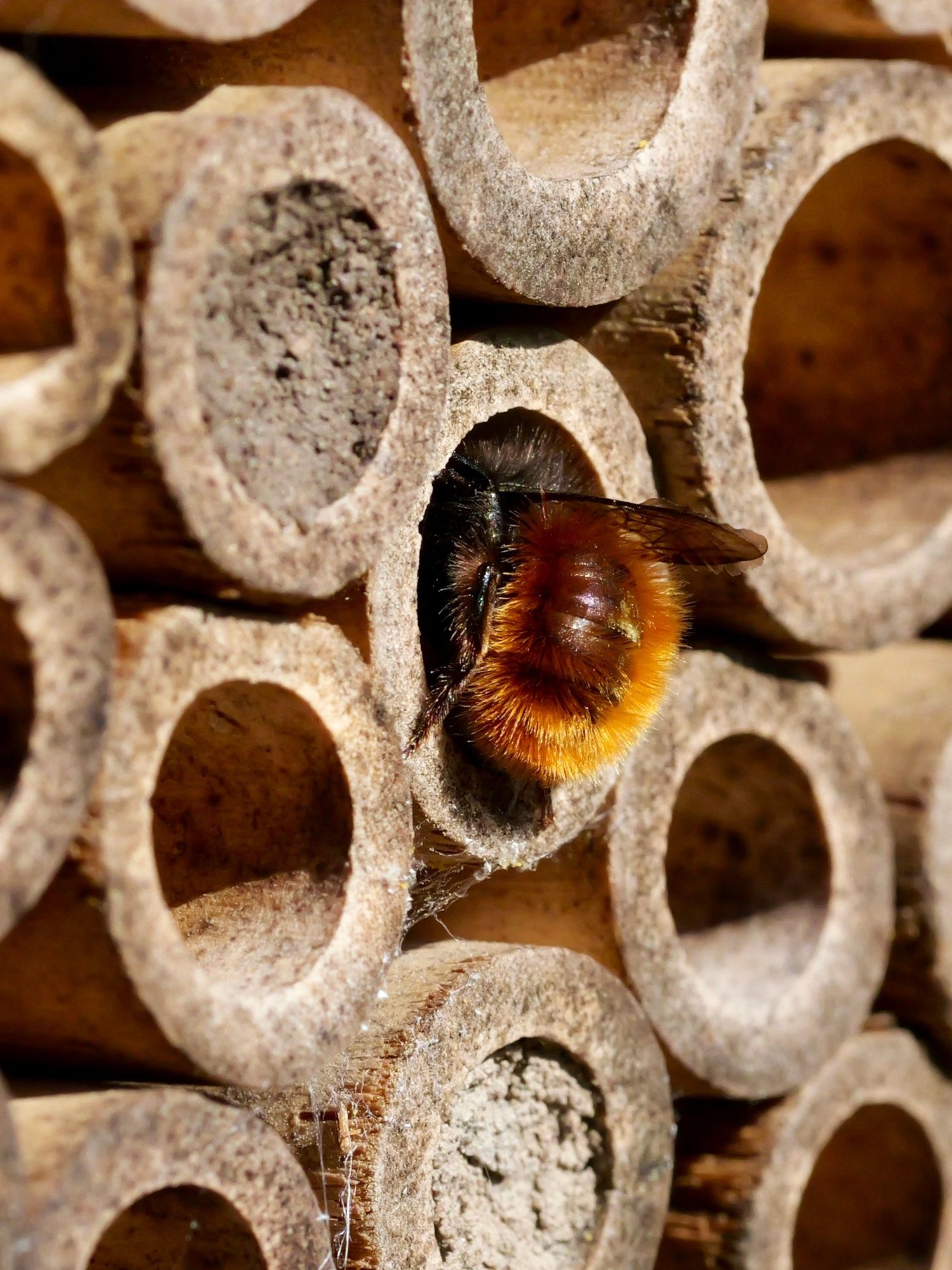 Gehörnte Mauerbiene in einem Insektenhotel aus Schilfröhrchen