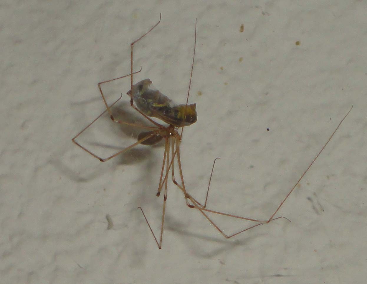 Große Zitterspinne mit eingesponnener Beute an einer weißen Wand